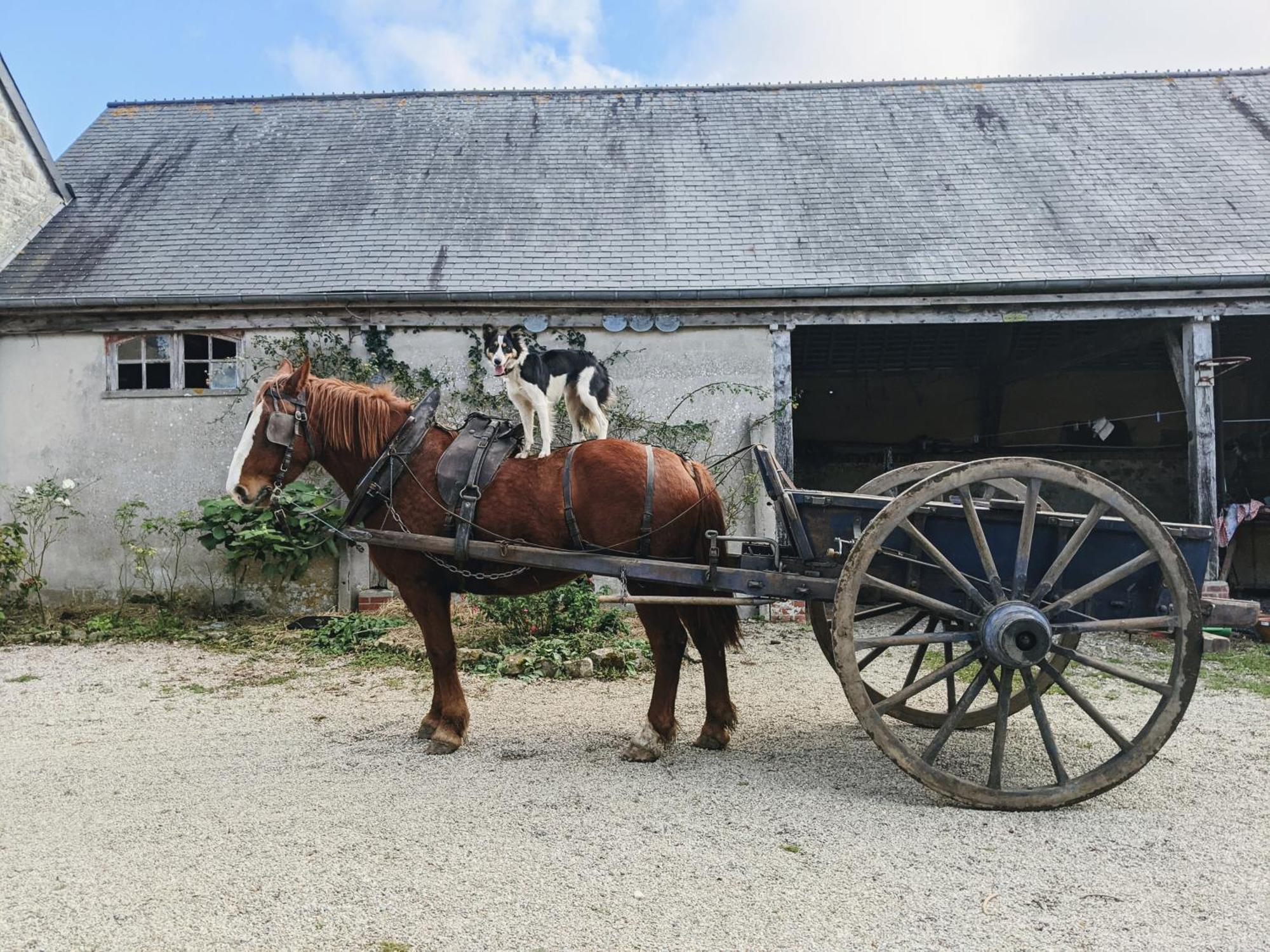 Chambre Des Pres A La Ferme De Franqueville Sainte-Marie-du-Mont  Exterior photo